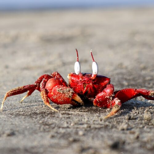 Photo Crab claws