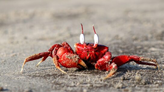 Photo Crab claws