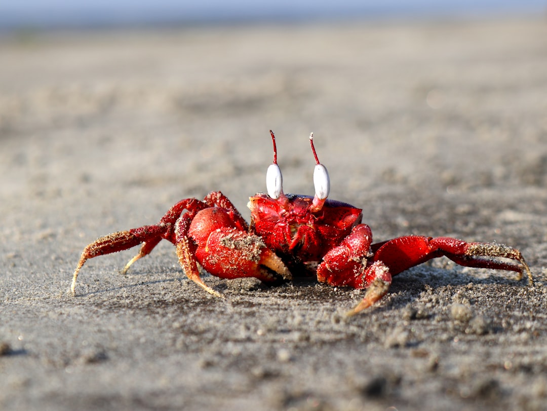Photo Crab claws