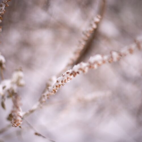 Photo Image: Flower necklace