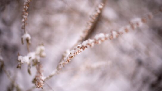 Photo Image: Flower necklace